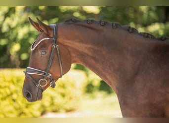 Trakehner, Yegua, 7 años, 167 cm, Castaño oscuro