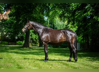Trakehner, Yegua, 7 años, 168 cm, Castaño
