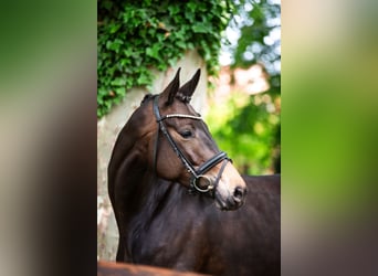 Trakehner, Yegua, 7 años, 168 cm, Castaño