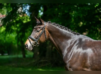 Trakehner, Yegua, 7 años, 168 cm, Castaño