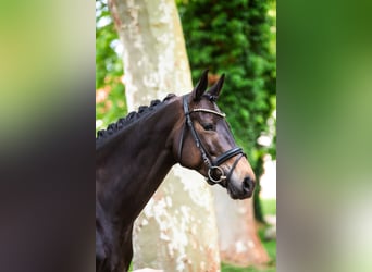 Trakehner, Yegua, 7 años, 168 cm, Castaño