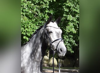 Trakehner, Yegua, 7 años, 168 cm, Tordo
