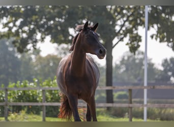 Trakehner, Yegua, 7 años, 170 cm, Negro