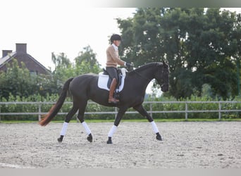 Trakehner, Yegua, 7 años, 170 cm, Negro