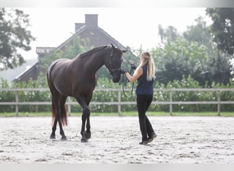Trakehner, Yegua, 7 años, 170 cm, Negro
