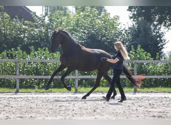 Trakehner, Yegua, 7 años, 170 cm, Negro