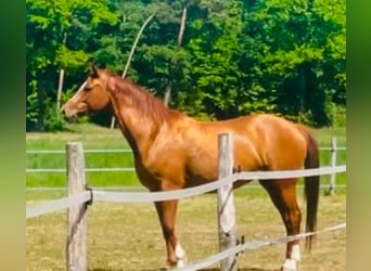 Trakehner, Yegua, 8 años, 164 cm, Alazán