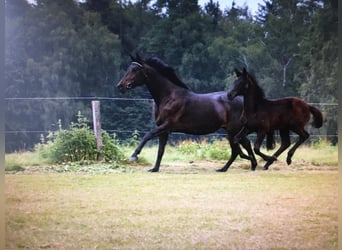 Trakehner, Yegua, 8 años, 165 cm, Morcillo