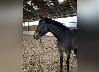 Trakehner, Yegua, 8 años, 168 cm, Castaño oscuro