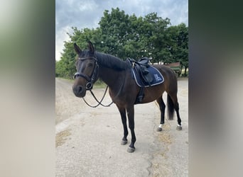 Trakehner, Yegua, 8 años, 168 cm, Castaño oscuro