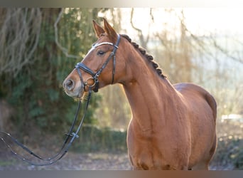 Trakehner, Yegua, 8 años, 171 cm, Alazán