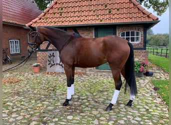 Trakehner, Yegua, 8 años, Castaño