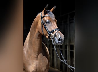 Trakehner, Yegua, 9 años, 162 cm, Castaño