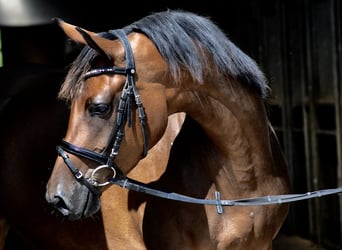 Trakehner, Yegua, 9 años, 162 cm, Castaño