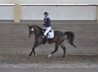 Trakehner, Yegua, 9 años, 162 cm, Castaño