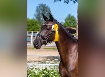 Trakehner, Yegua, 9 años, 162 cm, Negro