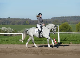 Trakehner, Yegua, 9 años, 164 cm, Tordo