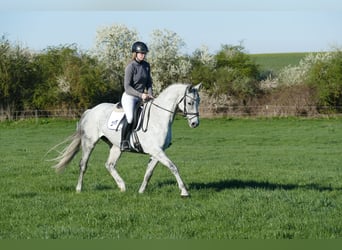 Trakehner, Yegua, 9 años, 164 cm, Tordo