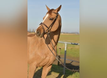 Trakehner, Yegua, 9 años, 165 cm, Alazán