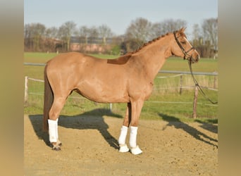 Trakehner, Yegua, 9 años, 165 cm, Alazán