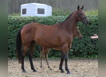 Trakehner, Yegua, 9 años, 166 cm, Castaño