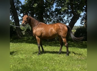 Trakehner, Yegua, 9 años, 166 cm, Castaño