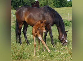 Trakehner, Yegua, 9 años, Castaño oscuro