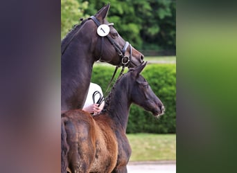 Trakehner, Yegua, Potro (02/2026), 125 cm, Negro