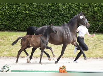 Trakehner, Yegua, Potro (02/2026), 125 cm, Negro