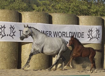 Trakehner, Yegua, Potro (07/2025), 165 cm, Castaño