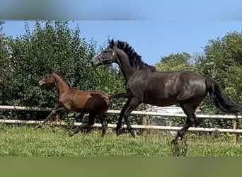Trakehner, Yegua, Potro (05/2025), 170 cm, Castaño oscuro