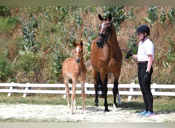 Trakehner, Yegua, Potro (05/2026), Alazán