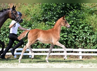 Trakehner, Yegua, Potro (03/2026), Alazán