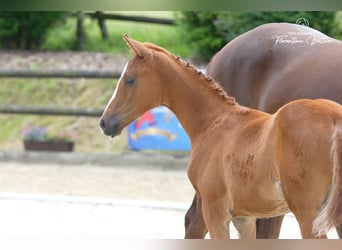 Trakehner, Yegua, Potro (03/2026), Alazán-tostado
