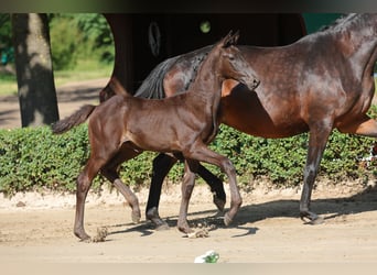 Trakehner, Yegua, Potro (04/2026)