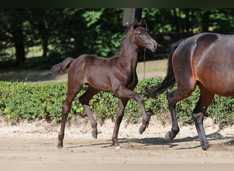Trakehner, Yegua, Potro (04/2026)