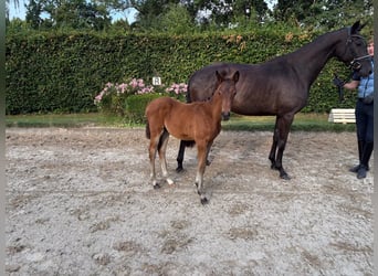 Trakehner, Yegua, Potro (04/2026), Castaño