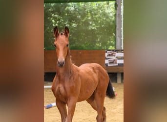 Trakehner, Yegua, , Castaño