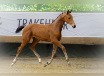 Trakehner, Yegua, , Castaño