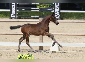 Trakehner, Yegua, Potro (04/2026), Castaño oscuro