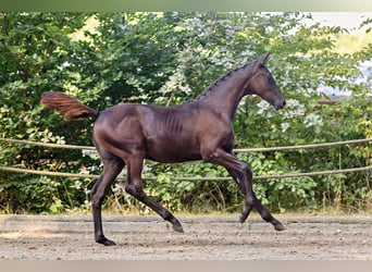 Trakehner, Yegua, Potro (03/2025), Castaño oscuro