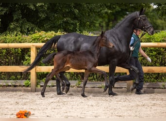 Trakehner, Yegua, Potro (04/2026), Morcillo
