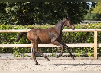 Trakehner, Yegua, Potro (04/2026), Morcillo
