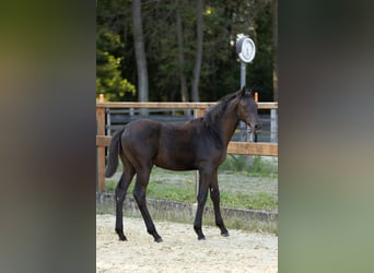 Trakehner, Yegua, Potro (05/2026), Morcillo