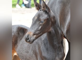 Trakehner, Yegua, Potro (04/2023), Morcillo