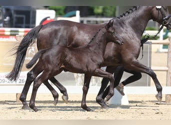 Trakehner, Yegua, Potro (05/2026), Morcillo