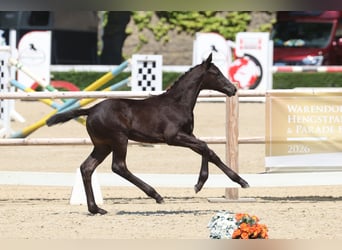 Trakehner, Yegua, Potro (05/2026), Morcillo