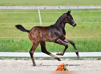 Trakehner, Yegua, Potro (04/2026), Morcillo