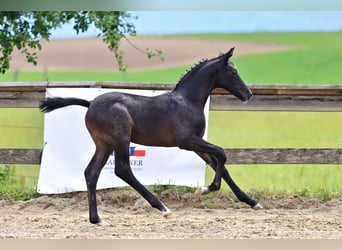 Trakehner, Yegua, Potro (05/2026), Musgo