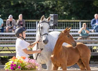 Trakehner, Yegua, Potro (04/2026), Musgo